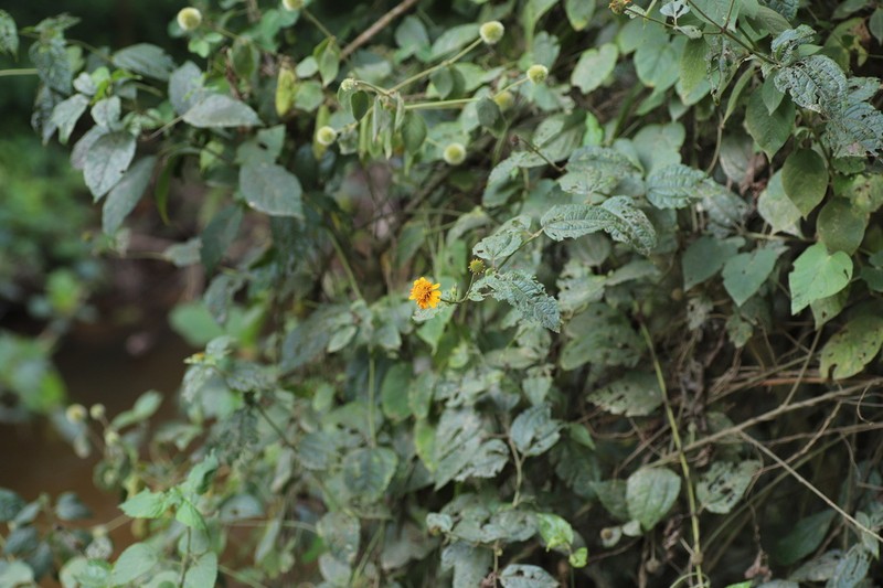 Lipotriche scandens photo 7