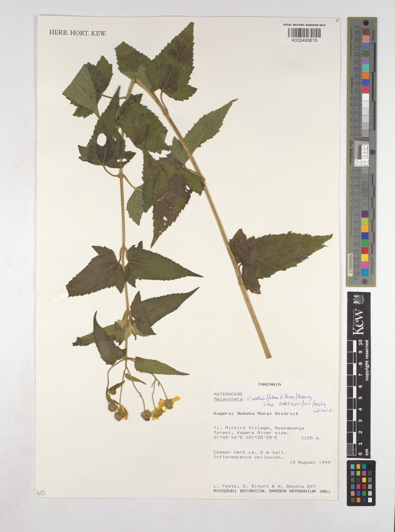 Lipotriche scandens subsp. dregei