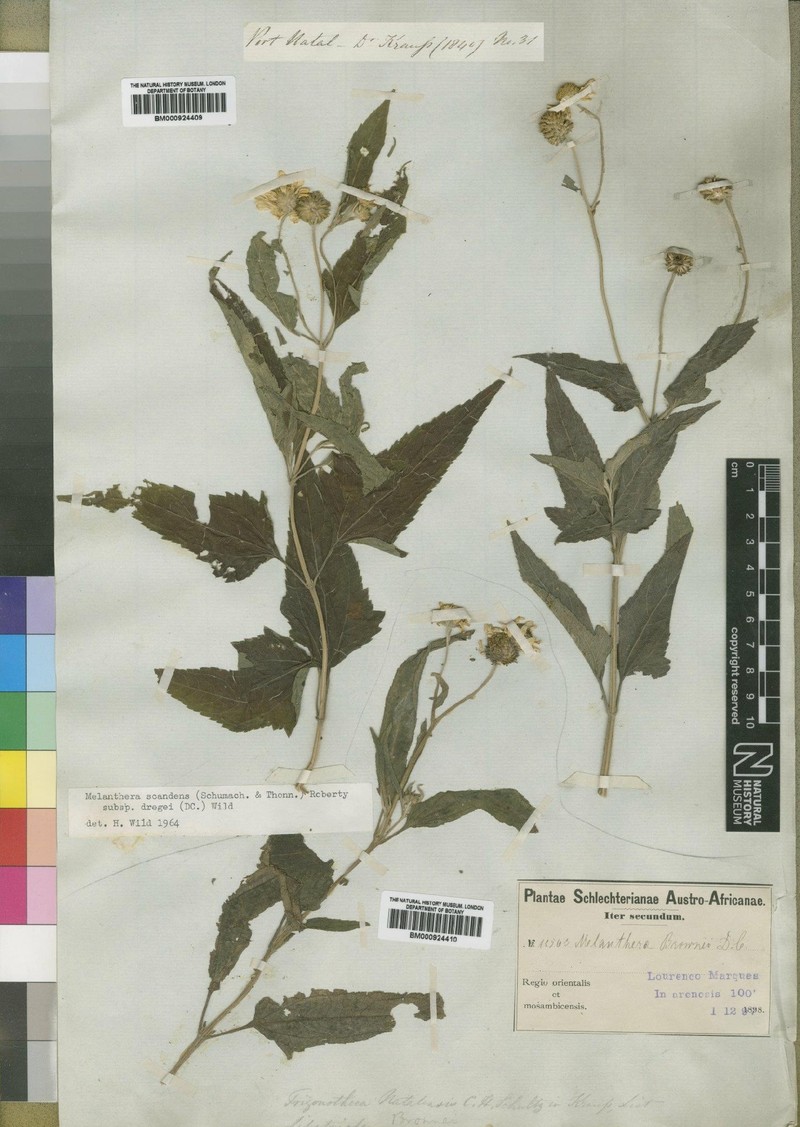 Lipotriche scandens subsp. dregei photo 2