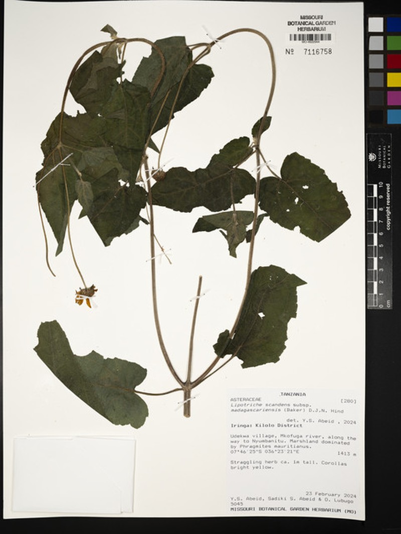Lipotriche scandens subsp. madagascariensis