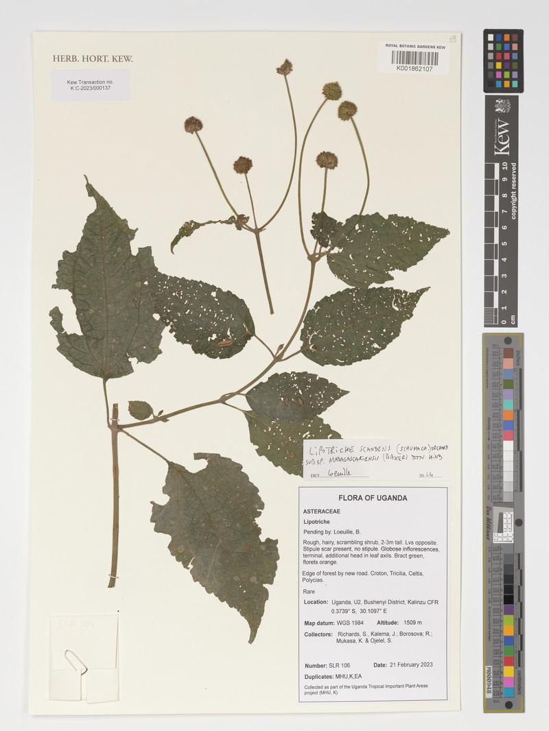 Lipotriche scandens subsp. madagascariensis photo 2