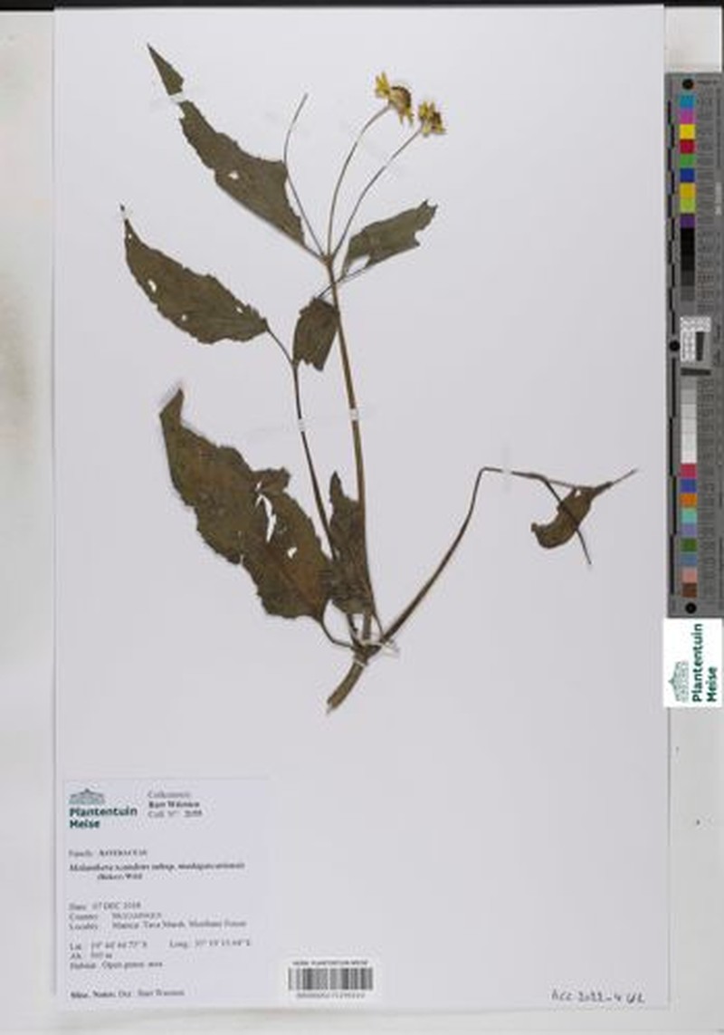 Lipotriche scandens subsp. madagascariensis photo 3