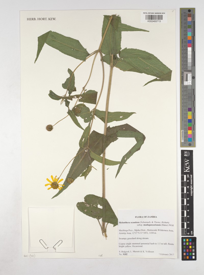 Lipotriche scandens subsp. madagascariensis photo 4