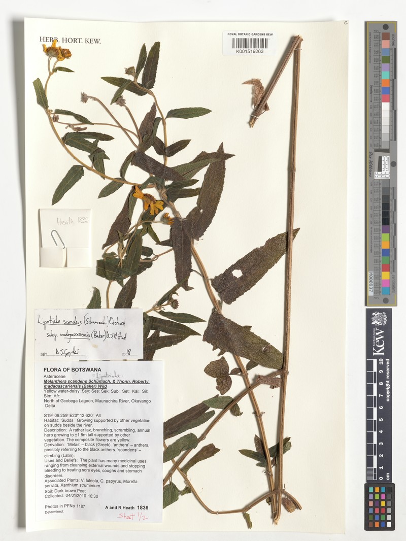 Lipotriche scandens subsp. scandens