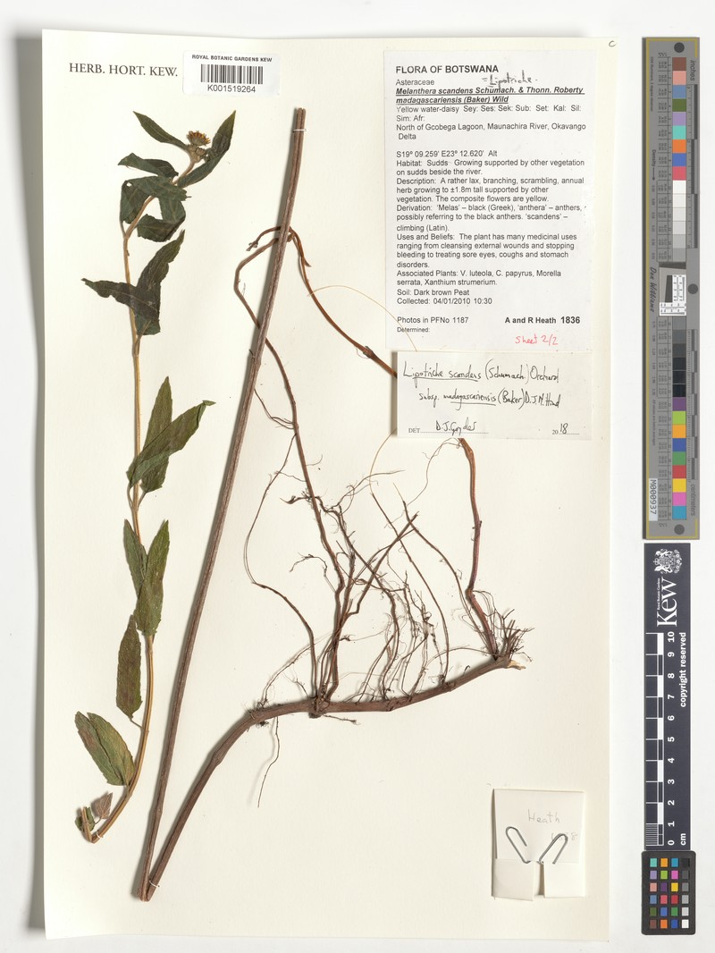 Lipotriche scandens subsp. scandens photo 2