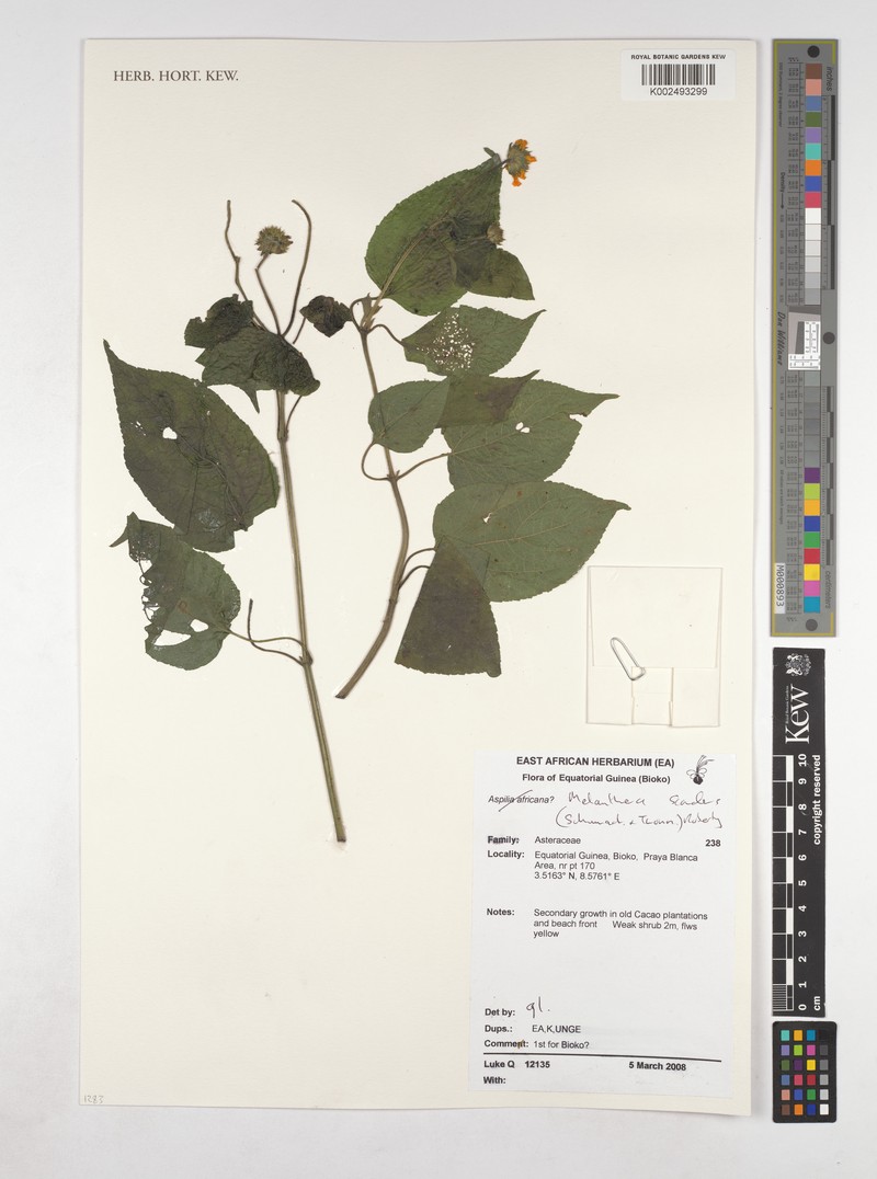 Lipotriche scandens subsp. scandens photo 3