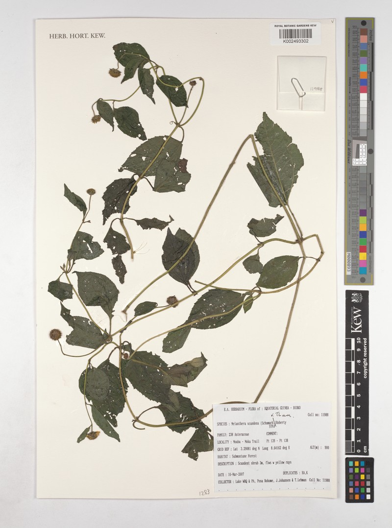 Lipotriche scandens subsp. scandens photo 4
