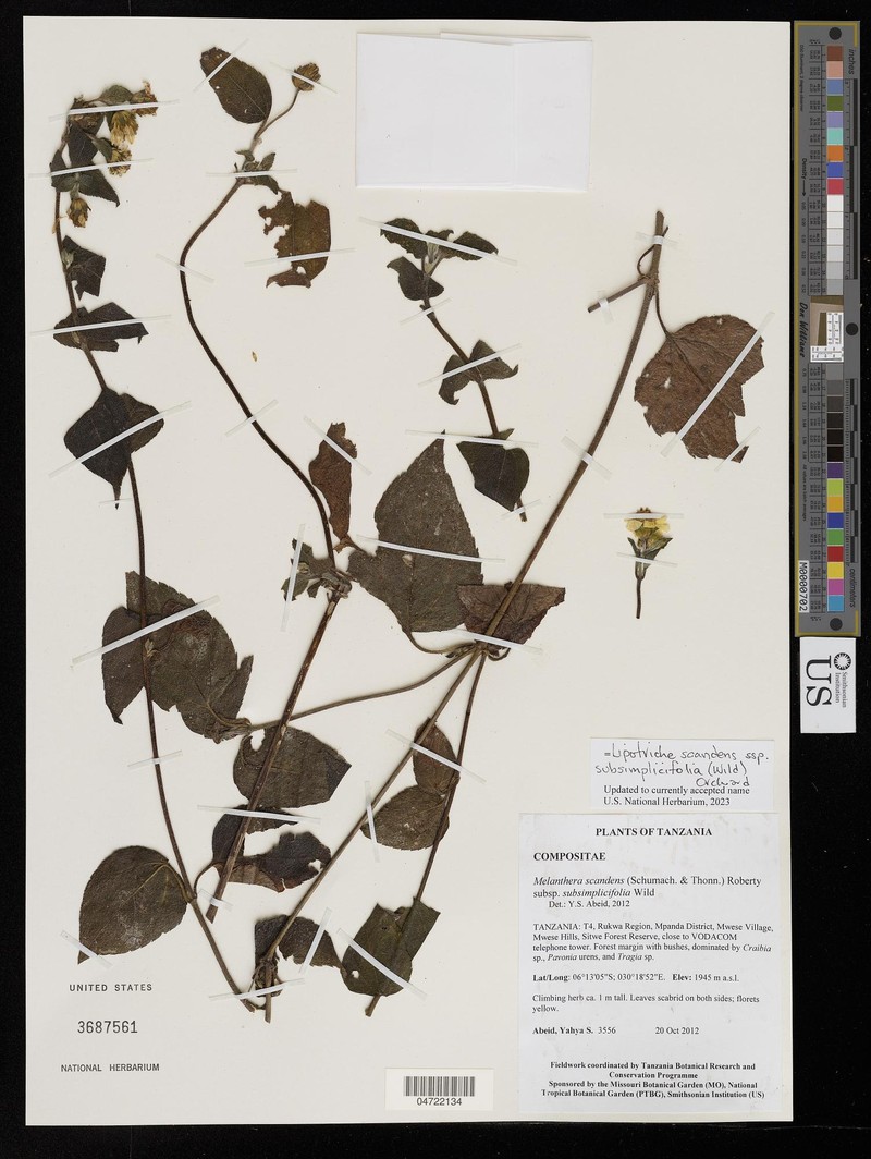 Lipotriche scandens subsp. subsimplicifolia