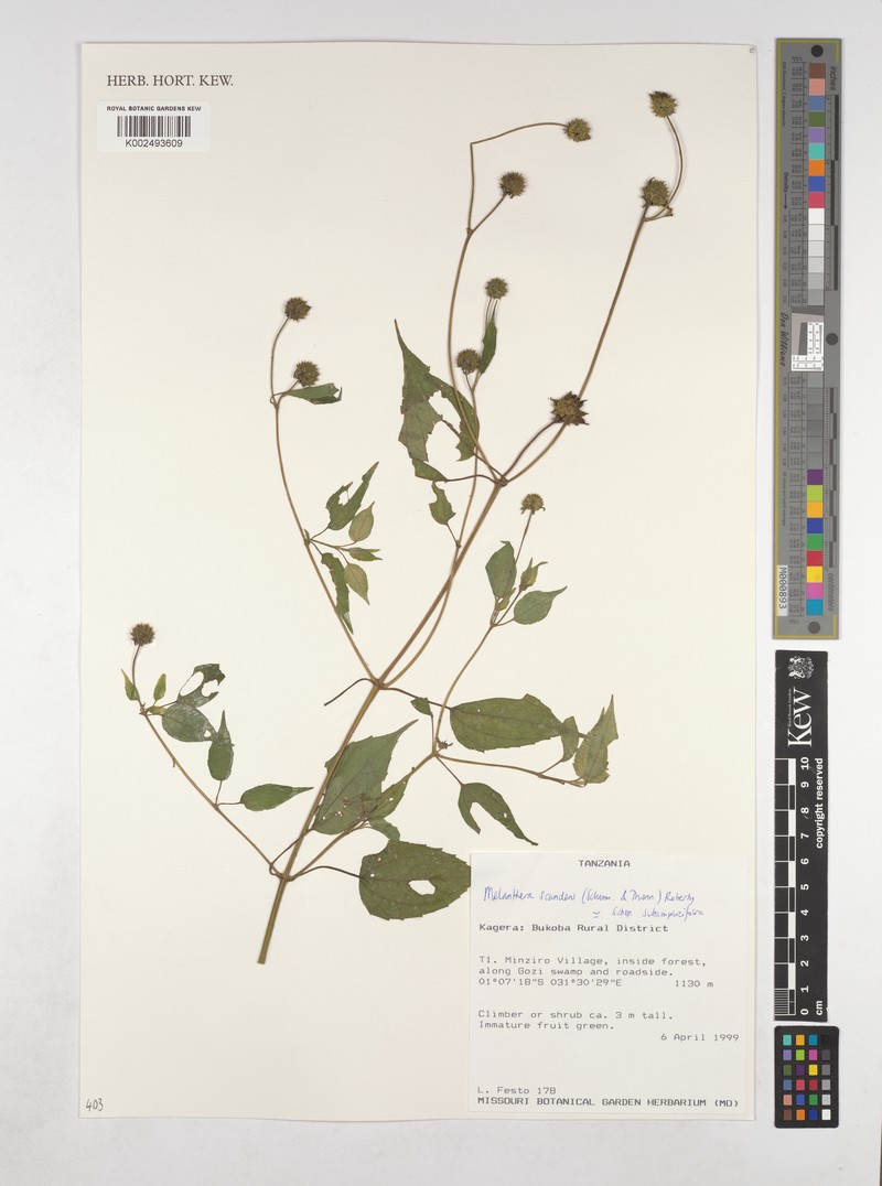 Lipotriche scandens subsp. subsimplicifolia photo 2