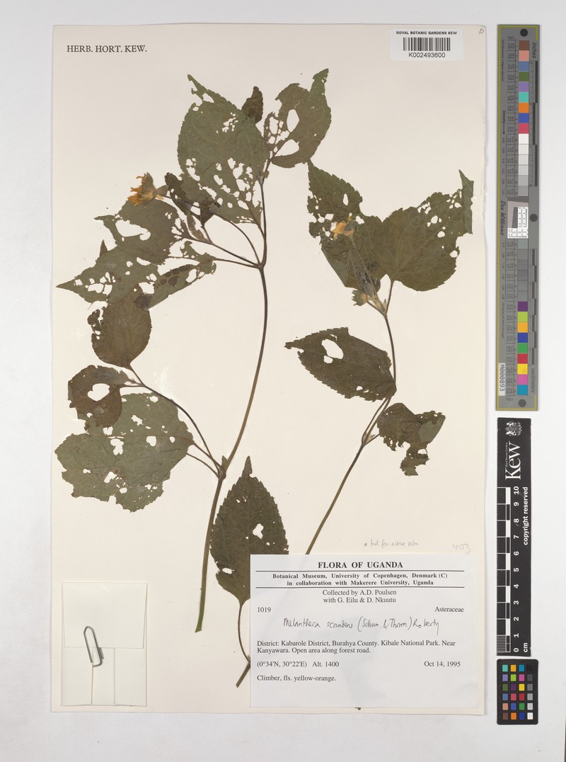 Lipotriche scandens subsp. subsimplicifolia photo 3