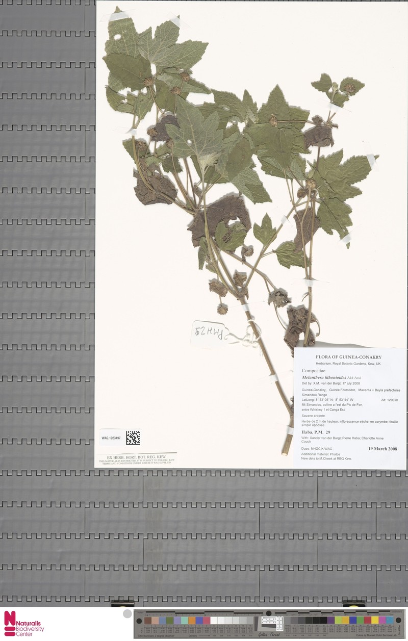 Lipotriche tithonioides