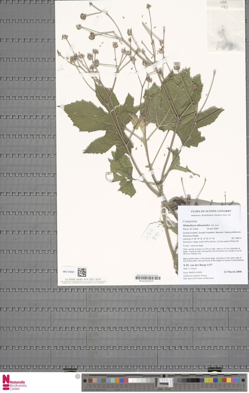 Lipotriche tithonioides photo 2