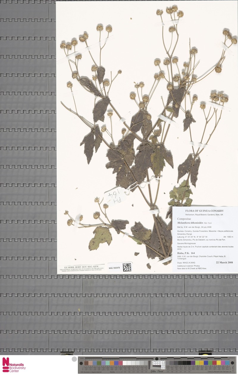 Lipotriche tithonioides photo 3