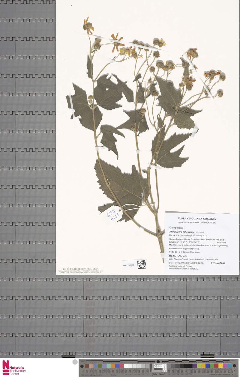 Lipotriche tithonioides photo 4