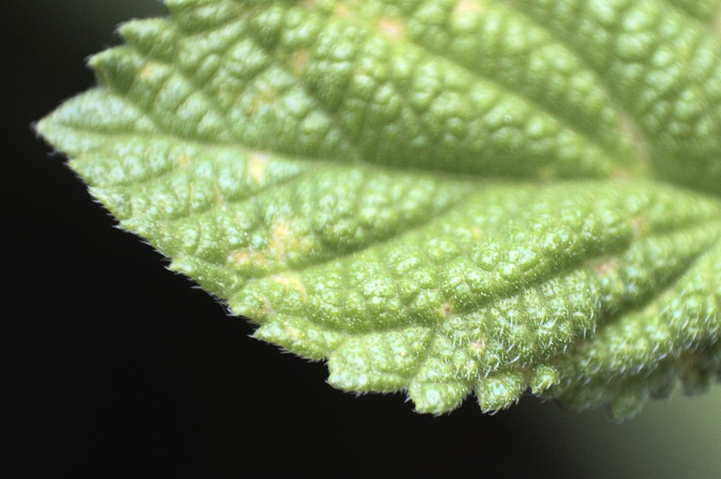 Bushy Lippia photo 2