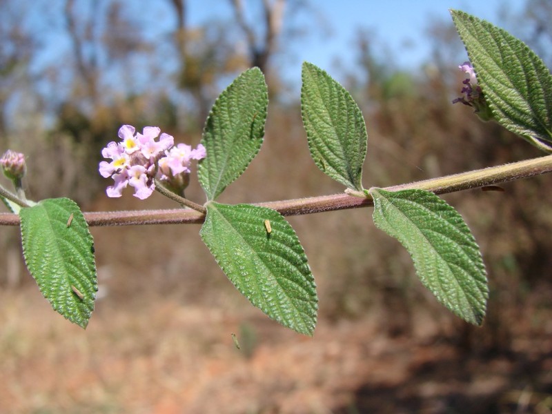 Bushy Lippia photo 3