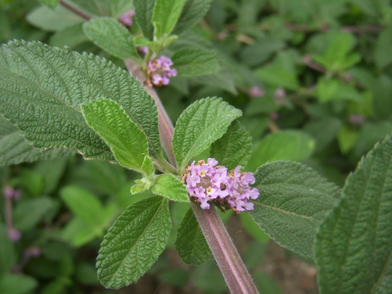 Bushy Lippia photo 4