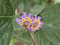 Bushy Lippia