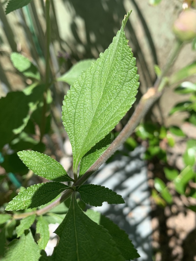 Bushy Lippia photo 3