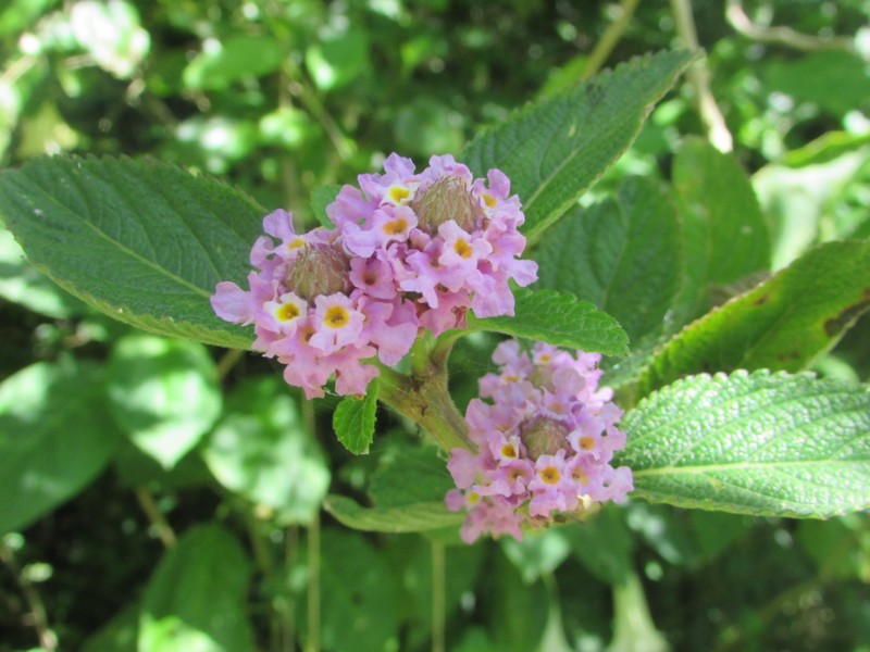 Bushy Lippia photo 4