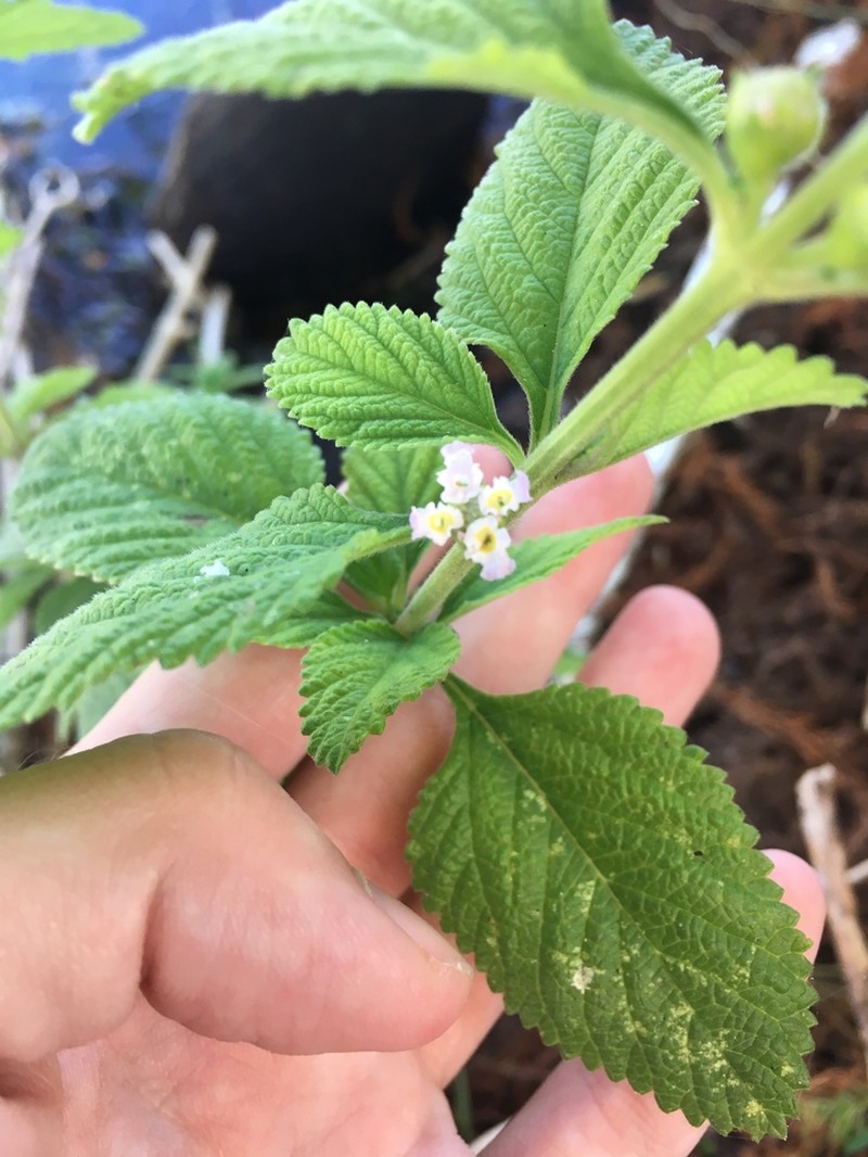 Bushy Lippia photo 5