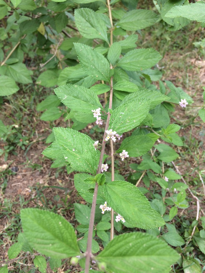 Bushy Lippia photo 6