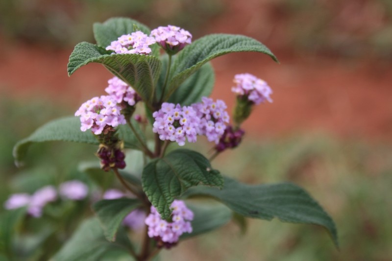 Bushy Lippia photo 7