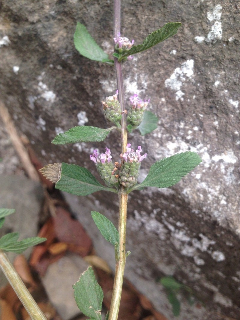 Bushy Lippia photo 8
