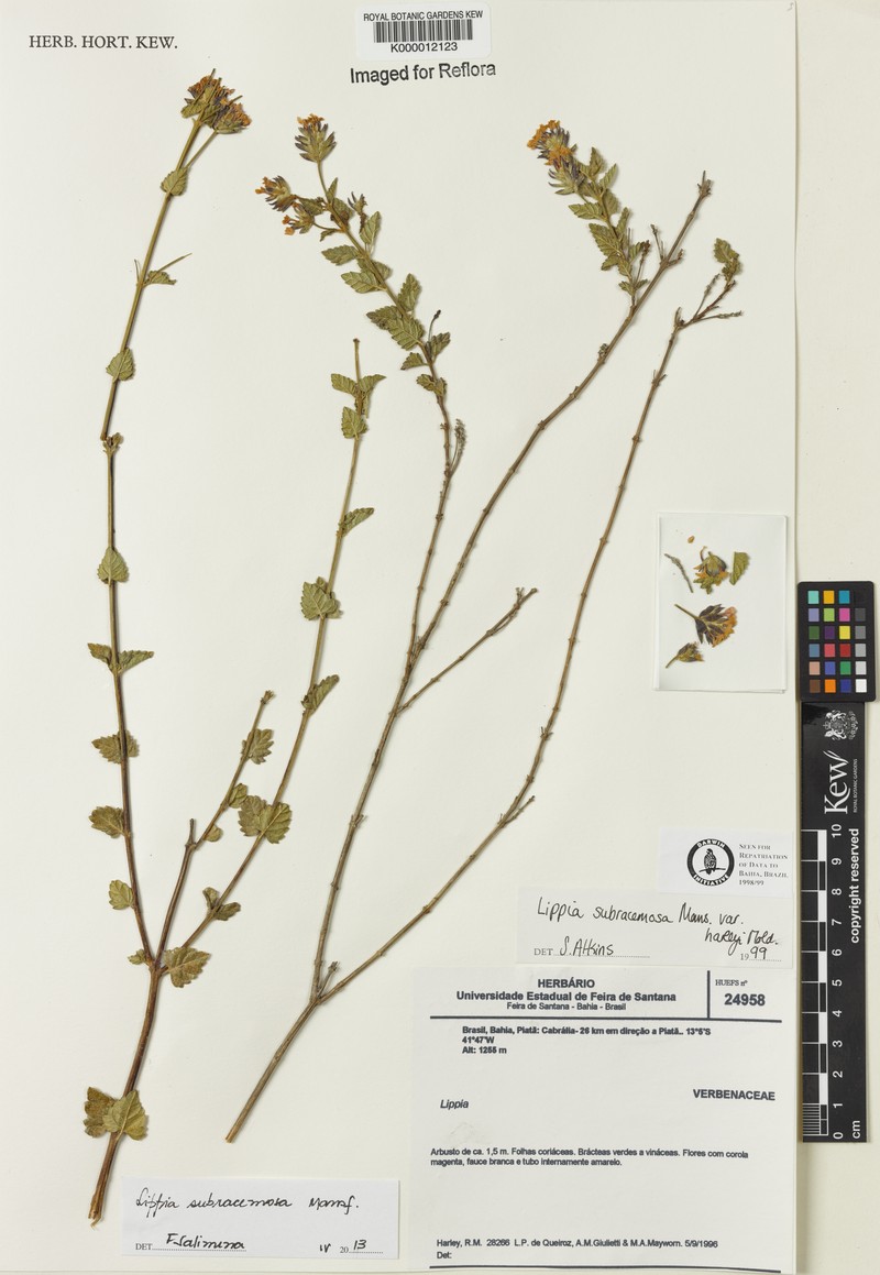 Lippia deltata