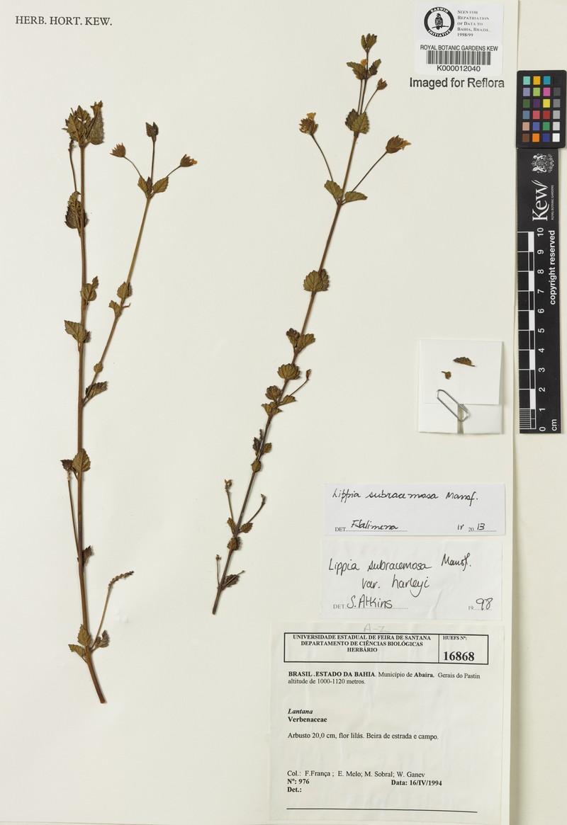 Lippia deltata photo 2