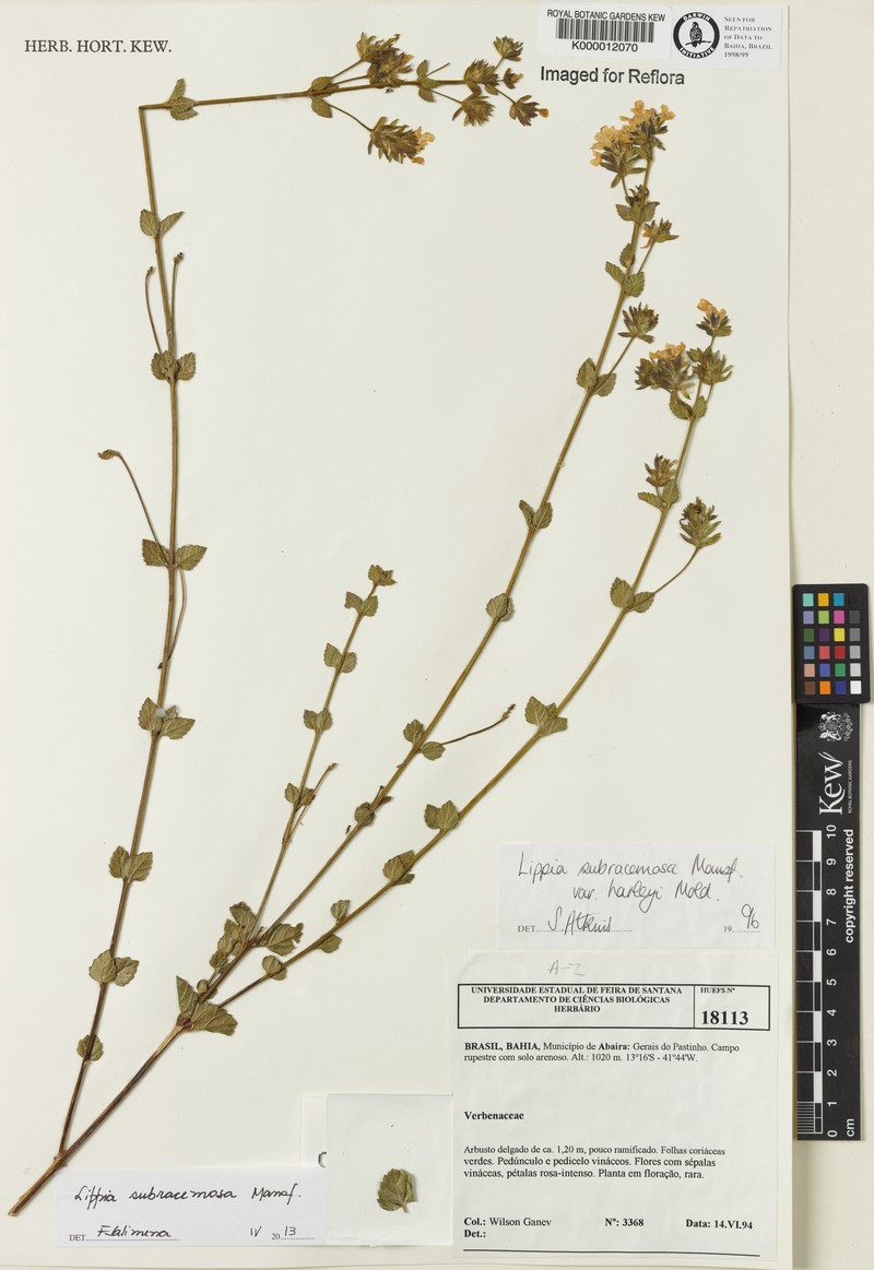 Lippia deltata photo 3