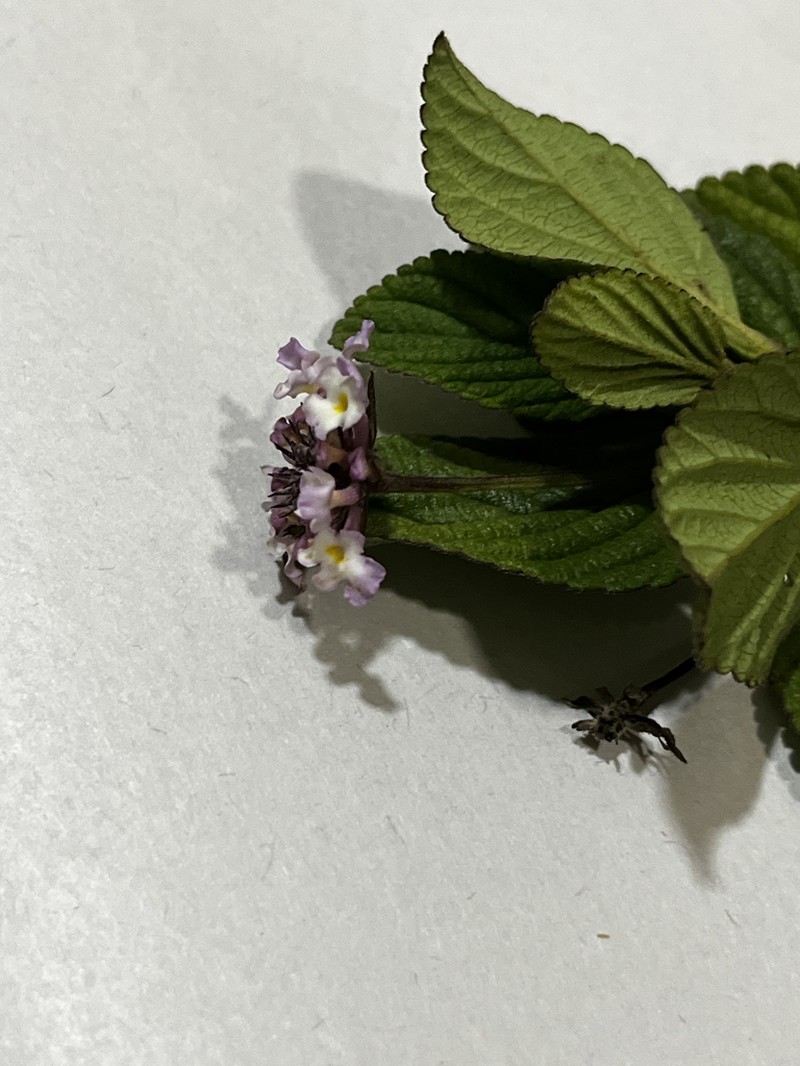 Lippia diversifolia