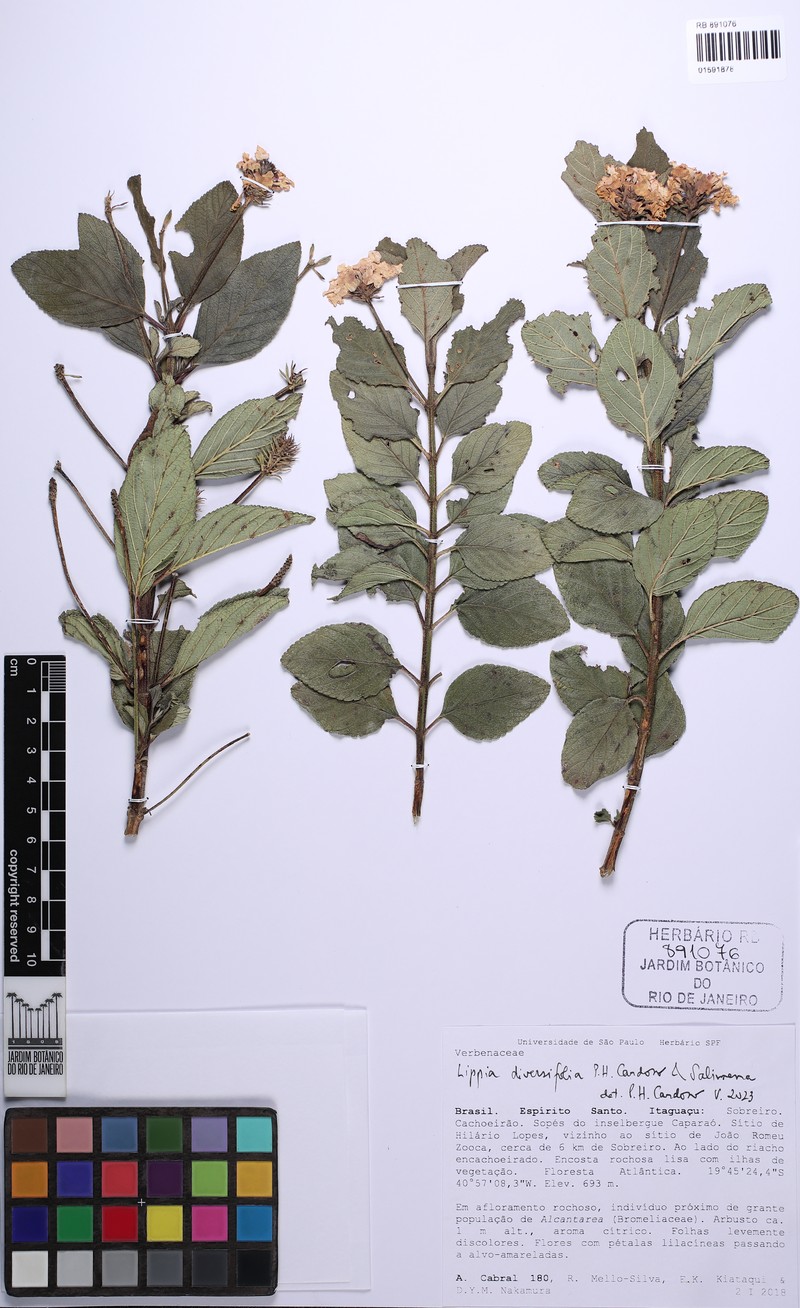 Lippia diversifolia photo 2