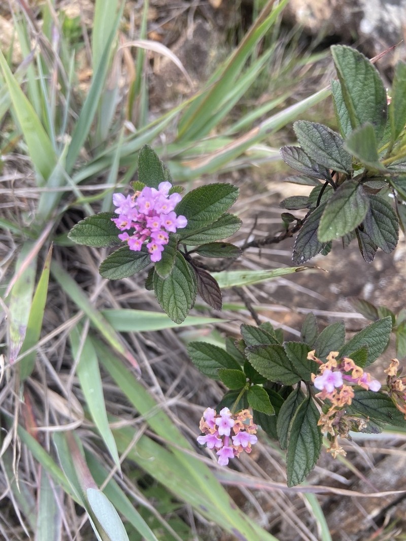 Lippia mantiqueirae