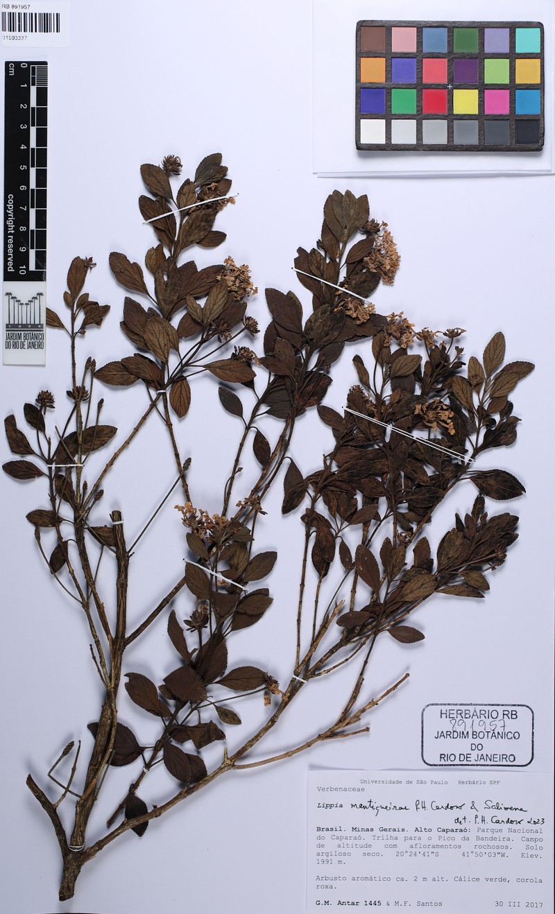 Lippia mantiqueirae photo 3