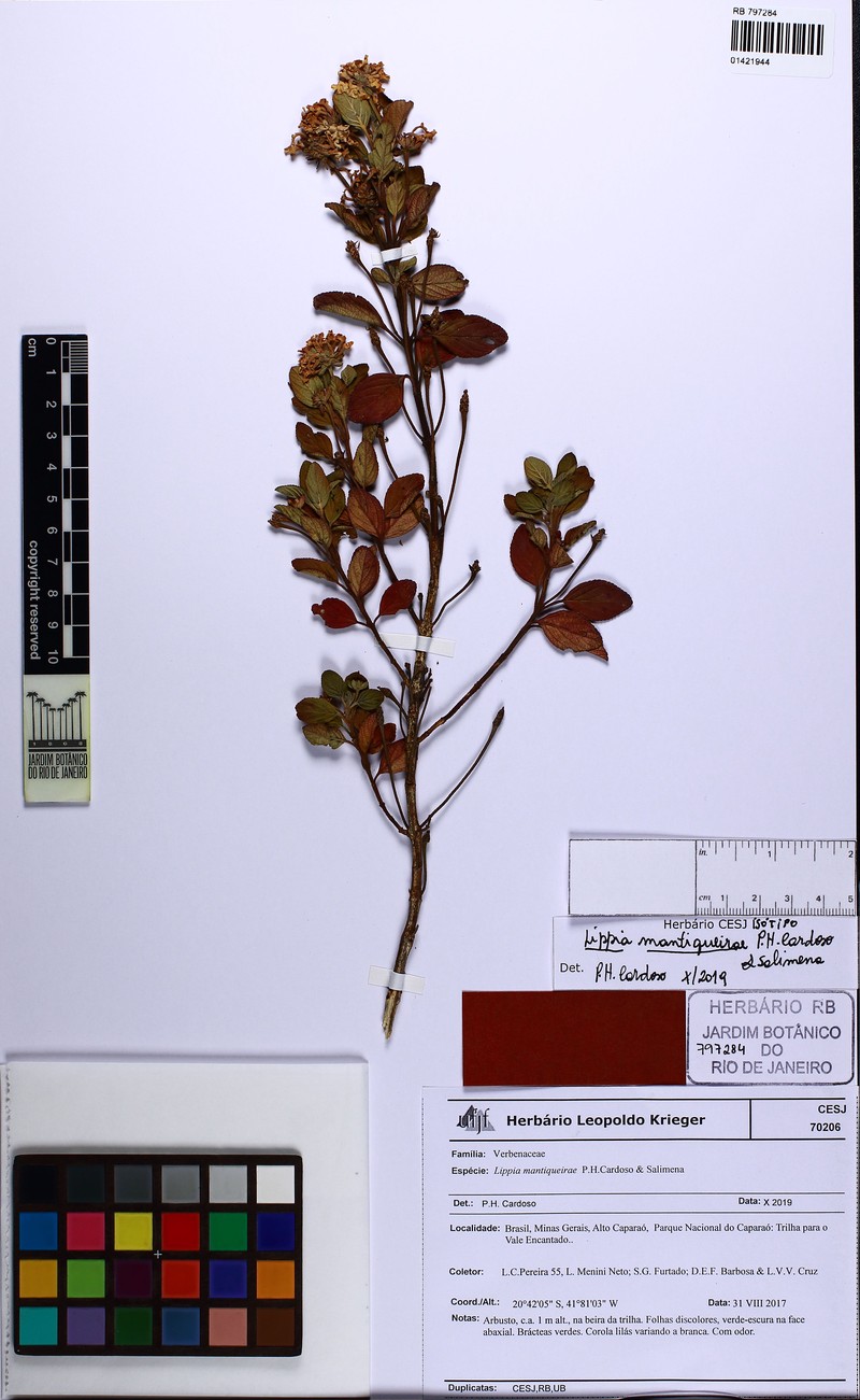 Lippia mantiqueirae photo 4