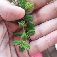 Spanish Thyme