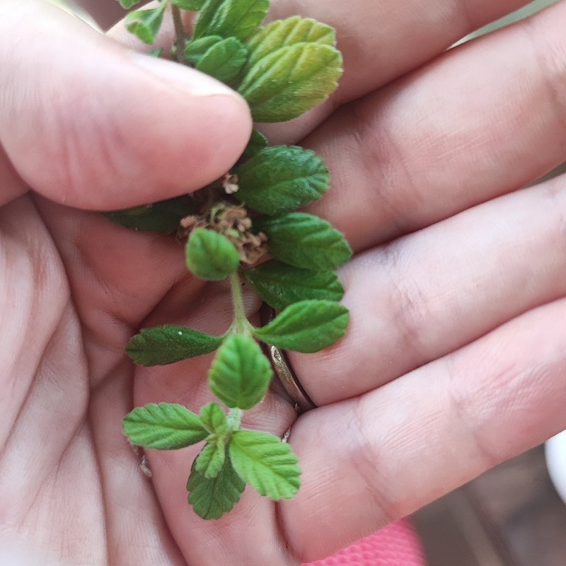 Spanish Thyme
