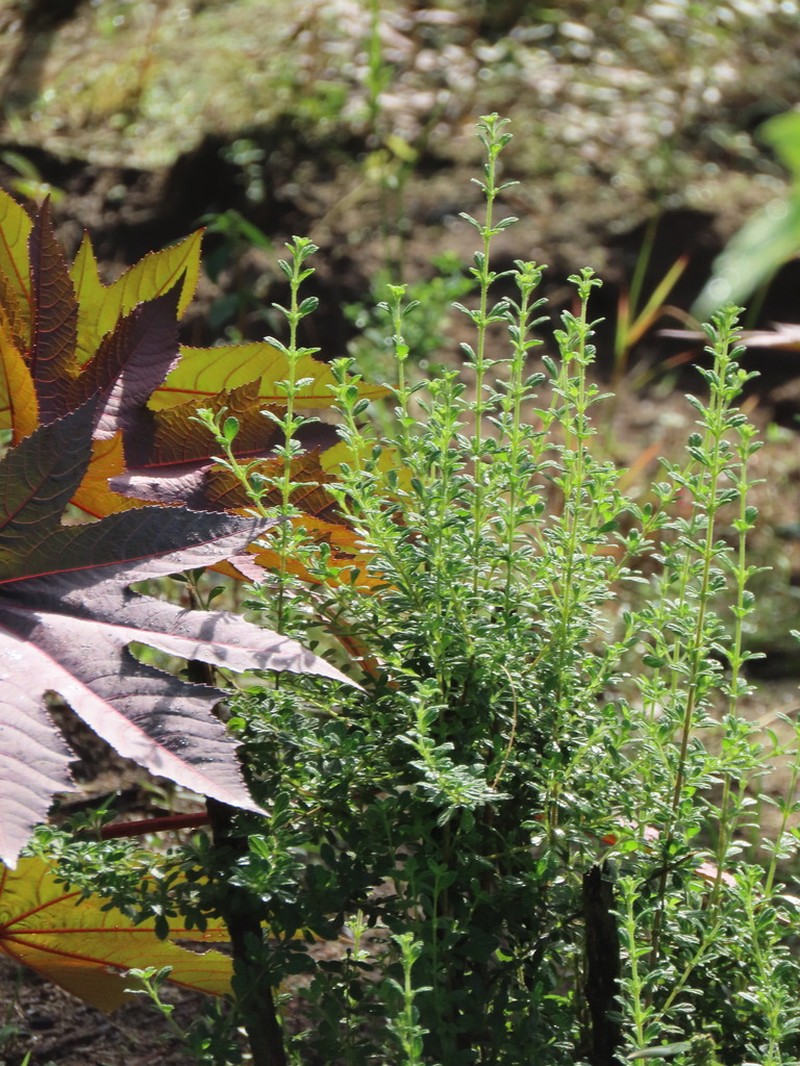 Spanish Thyme photo 2