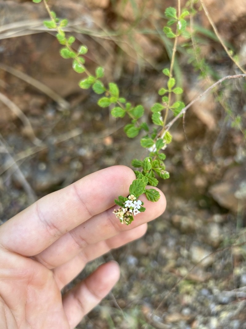 Spanish Thyme photo 3