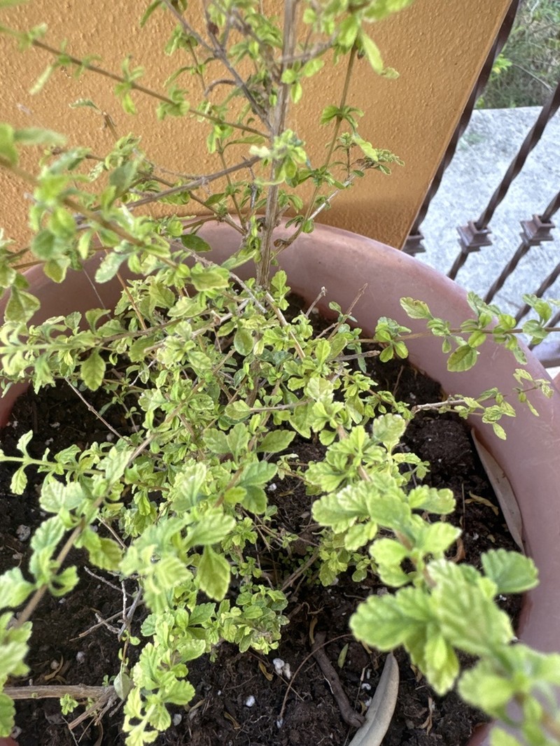 Spanish Thyme photo 4