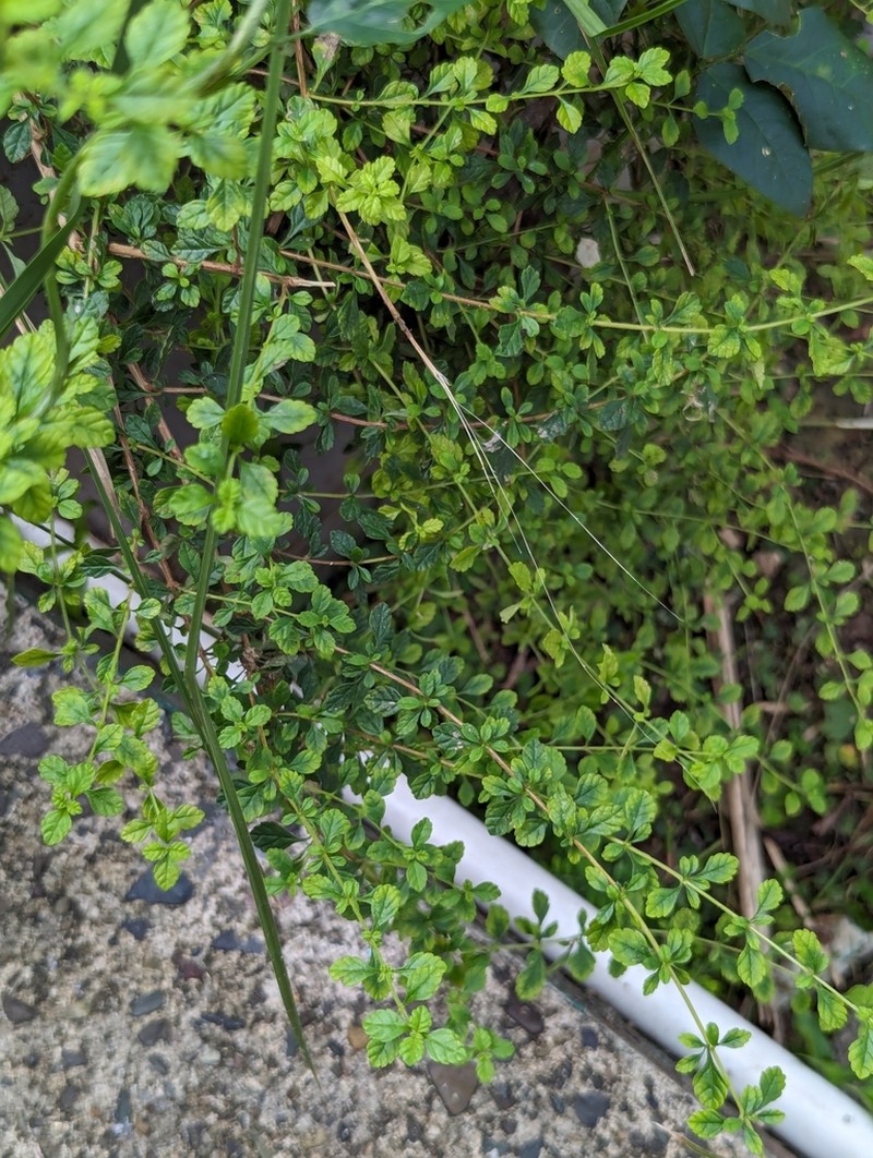 Spanish Thyme photo 5