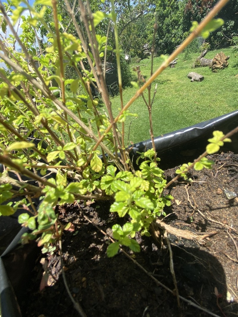 Spanish Thyme photo 6