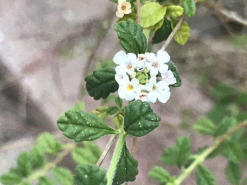 Spanish Thyme photo 7