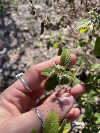 Mexican Oregano