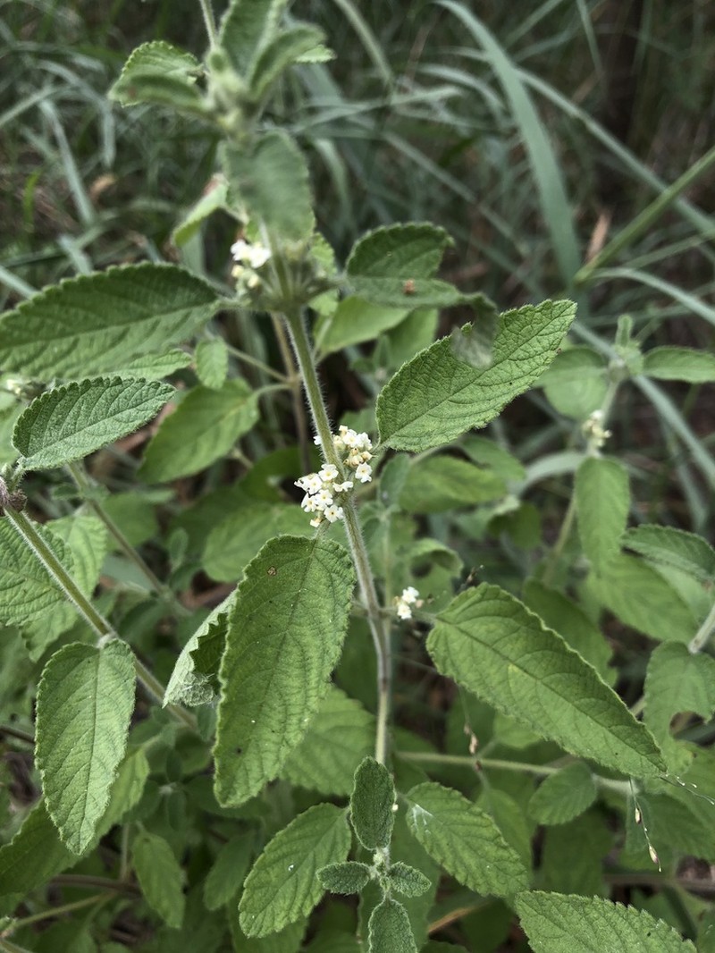 Mexican Oregano photo 2