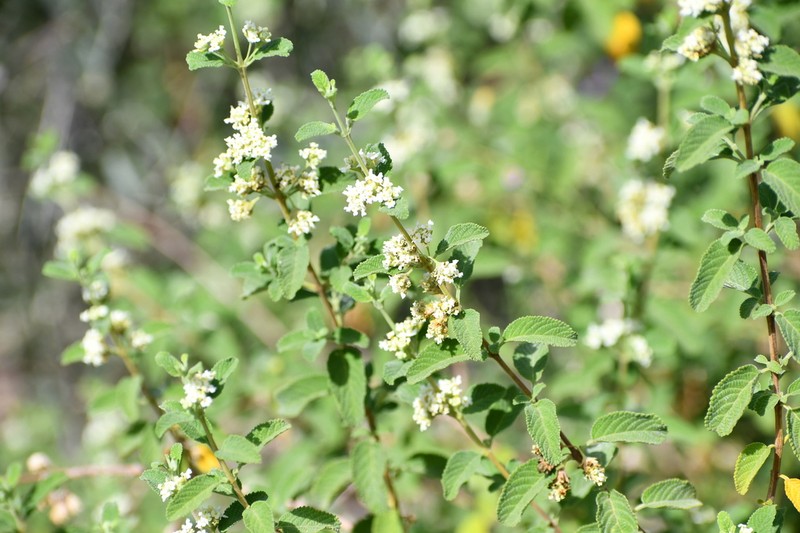 Mexican Oregano photo 3