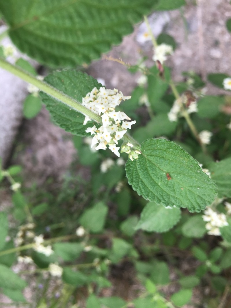 Mexican Oregano photo 4