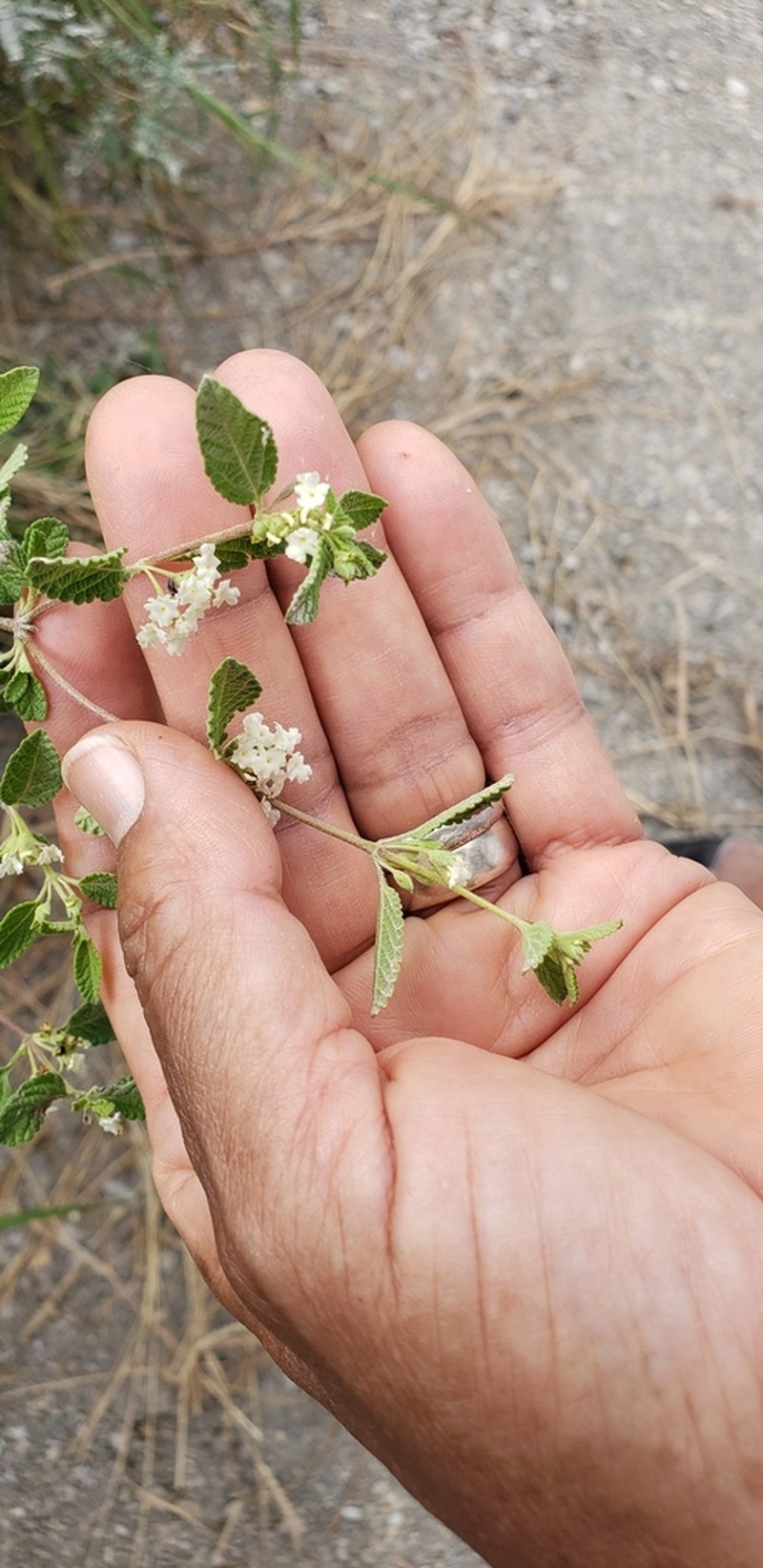 Mexican Oregano photo 5