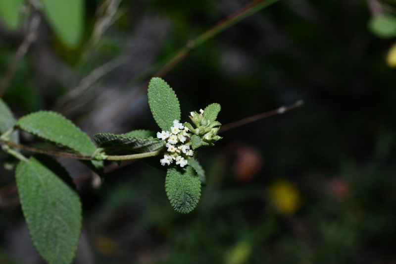 Mexican Oregano photo 6